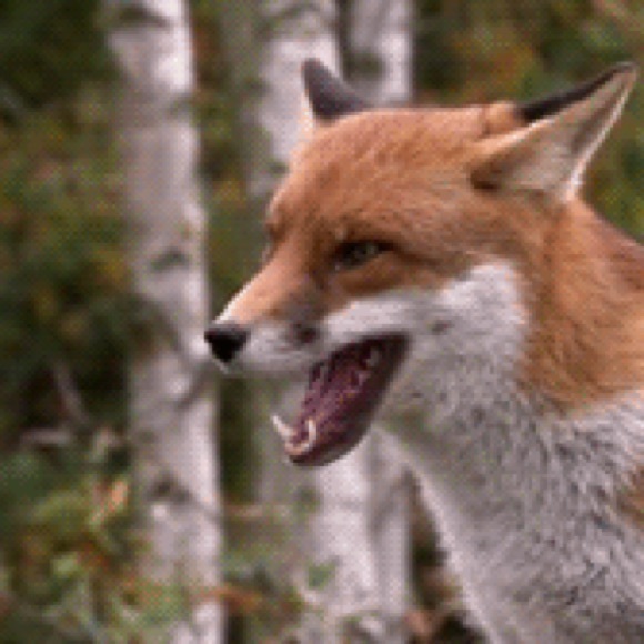 Meet your Posher, Alyssa - Picture 1 of 1